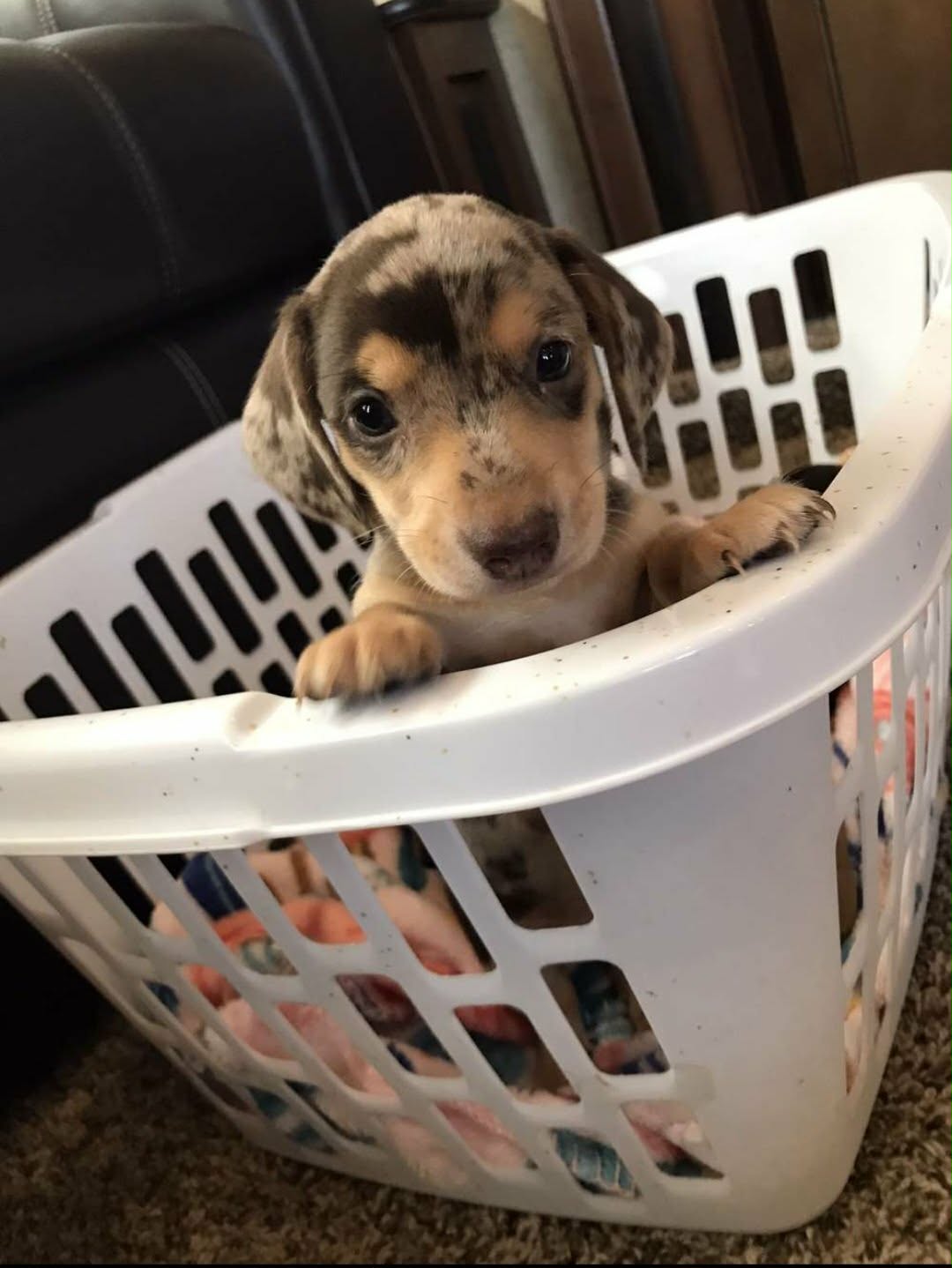 puppy in a laundry basket