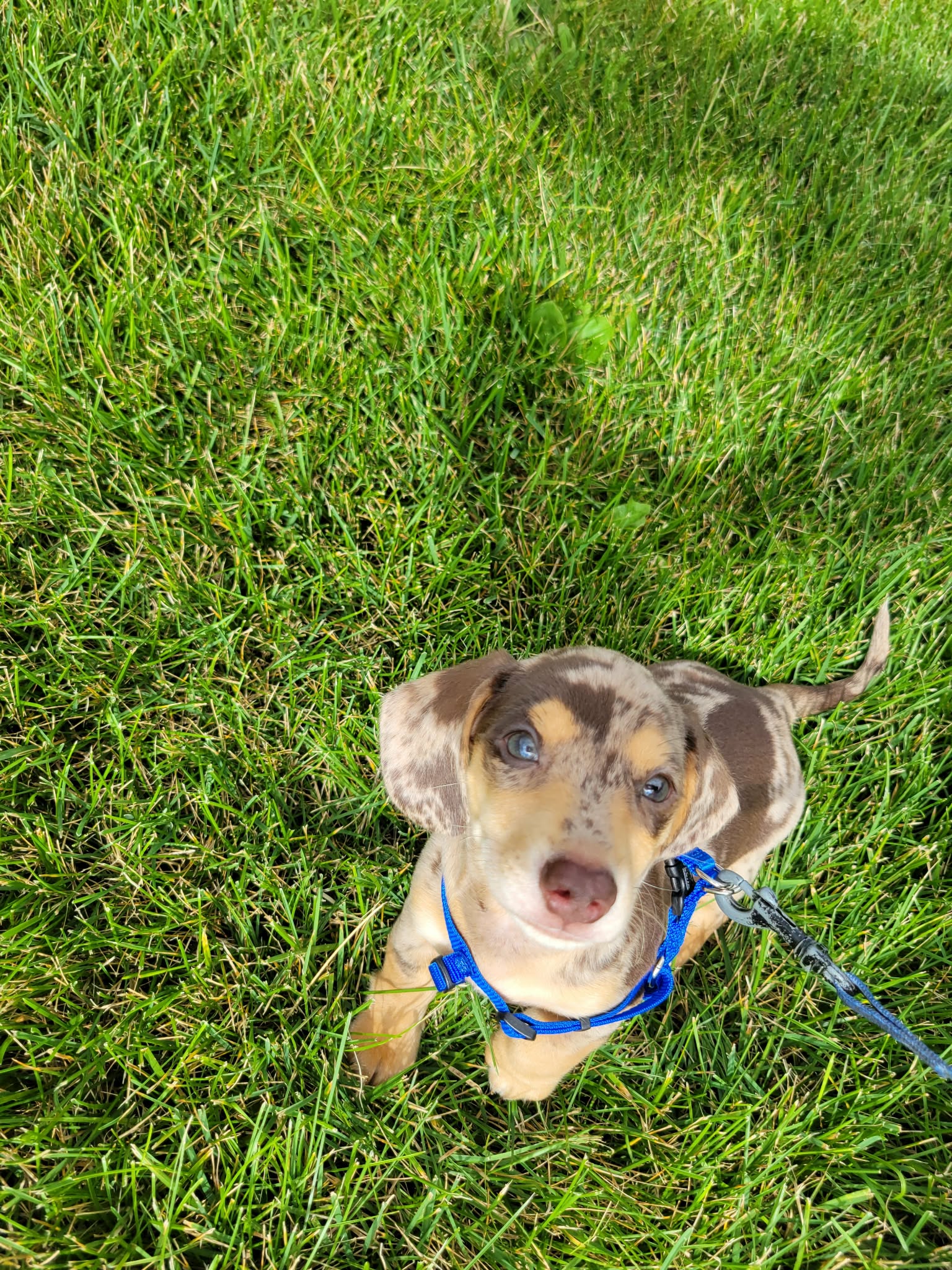 puppy outside