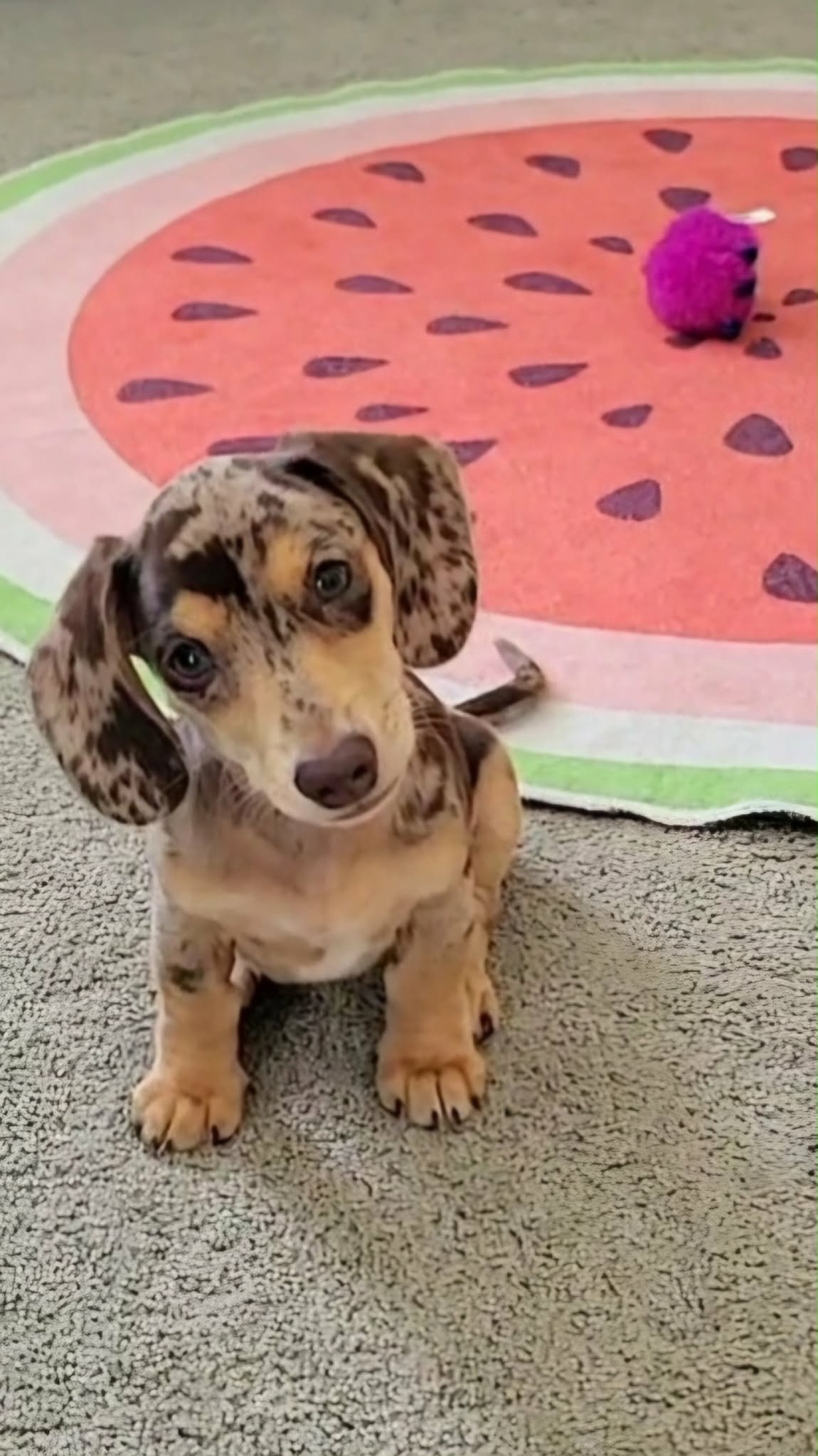 puppy on rug