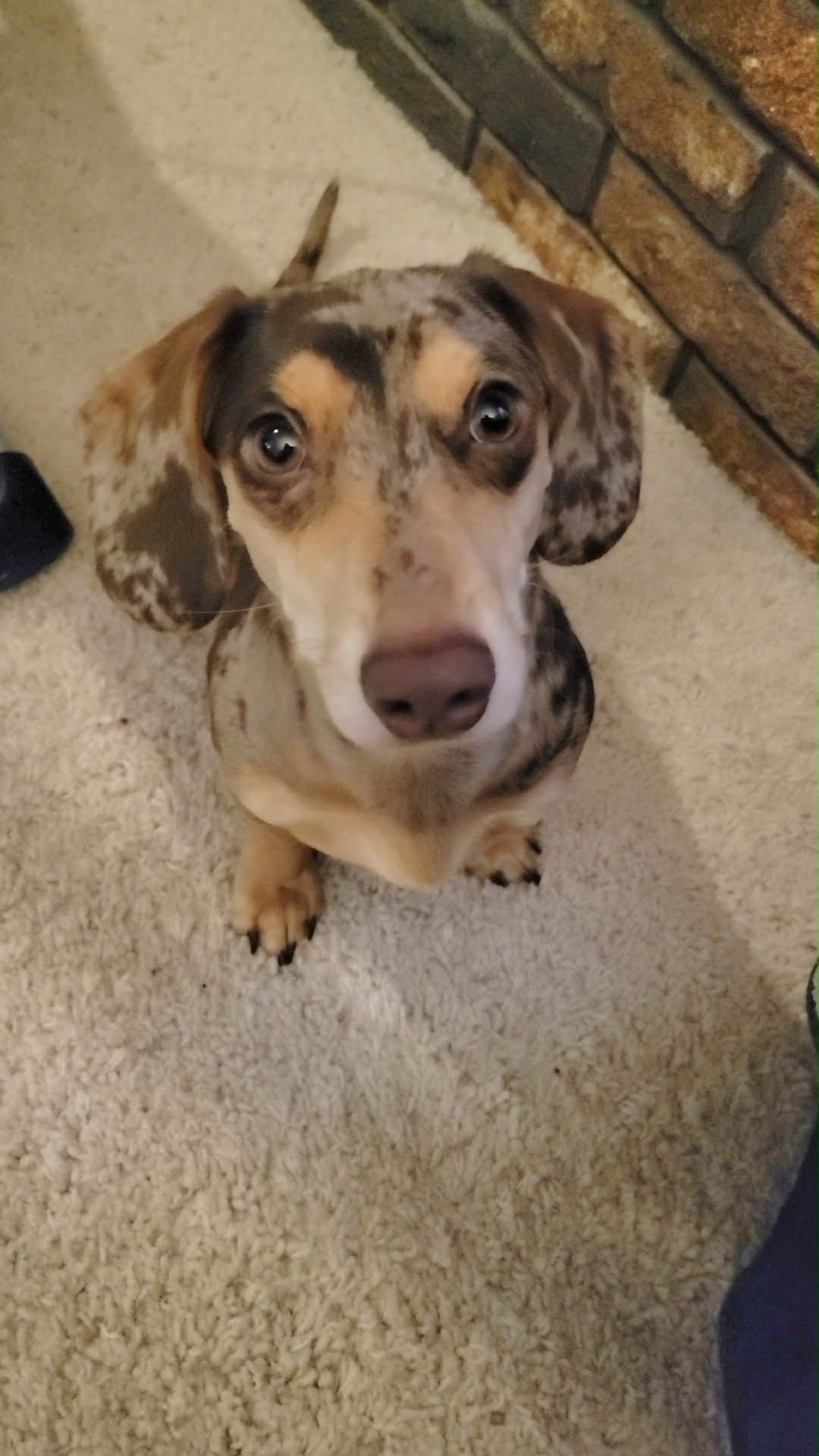 speckled dog sitting