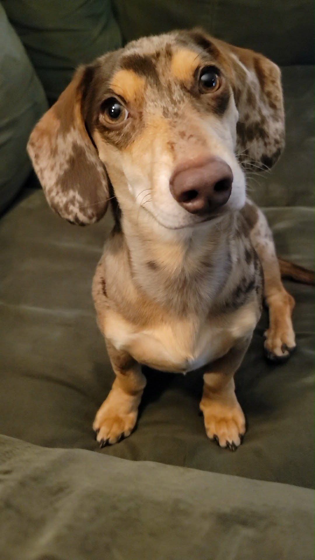 speckled dog